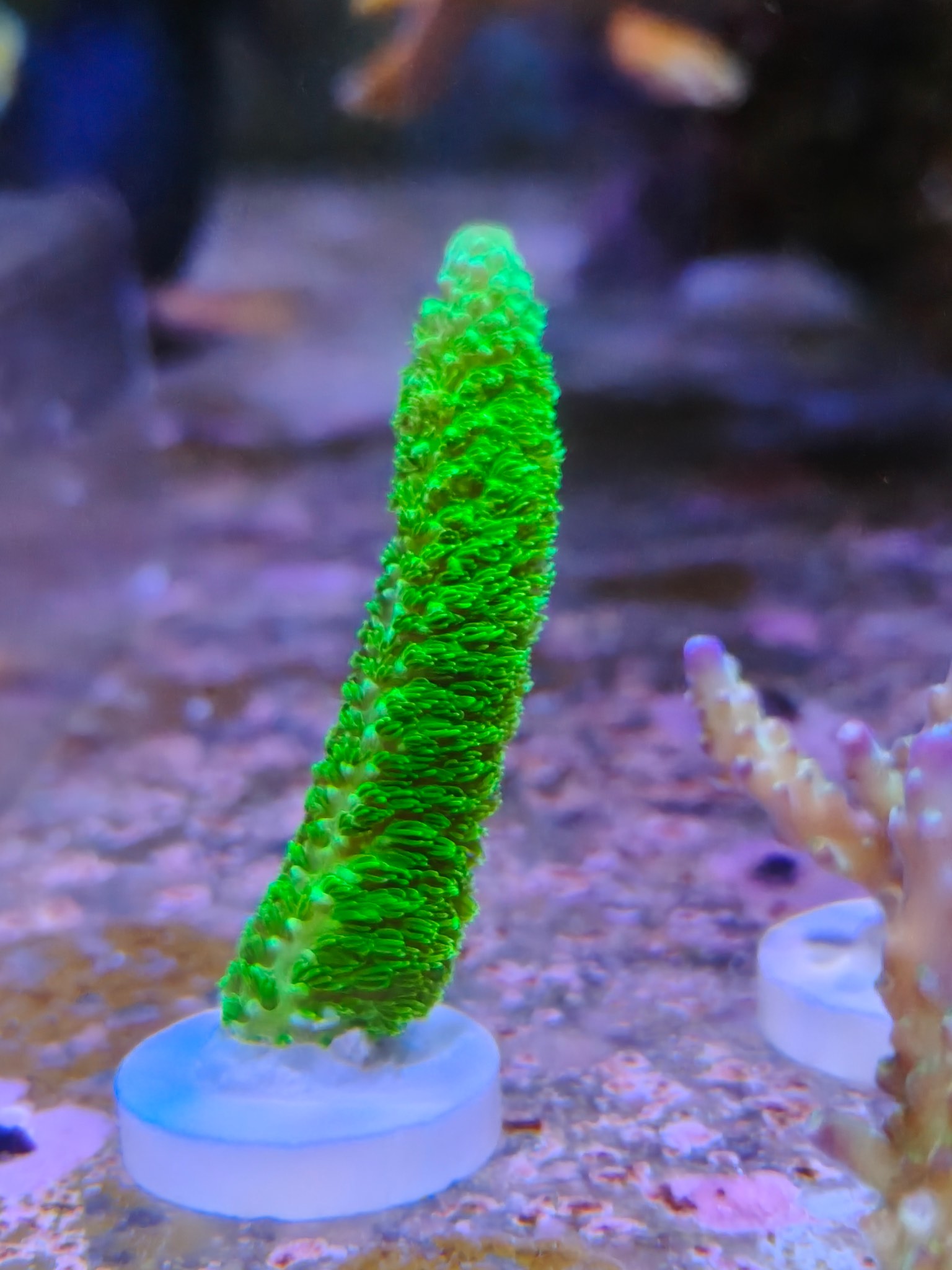 珊瑚　2 出珊瑚断枝，打包送紫猫和幻彩鹿角- 广东地区- CMF海水论坛