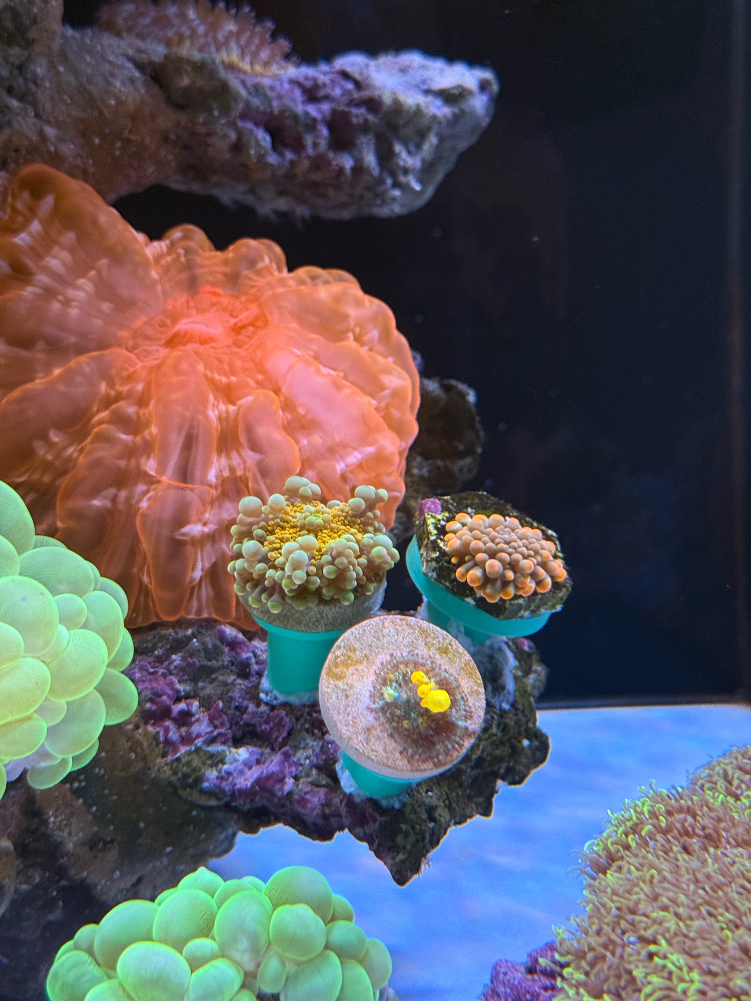 珊瑚 搬家带不走，出整缸珊瑚，仅限北京昌平回龙观自提- 北京地区