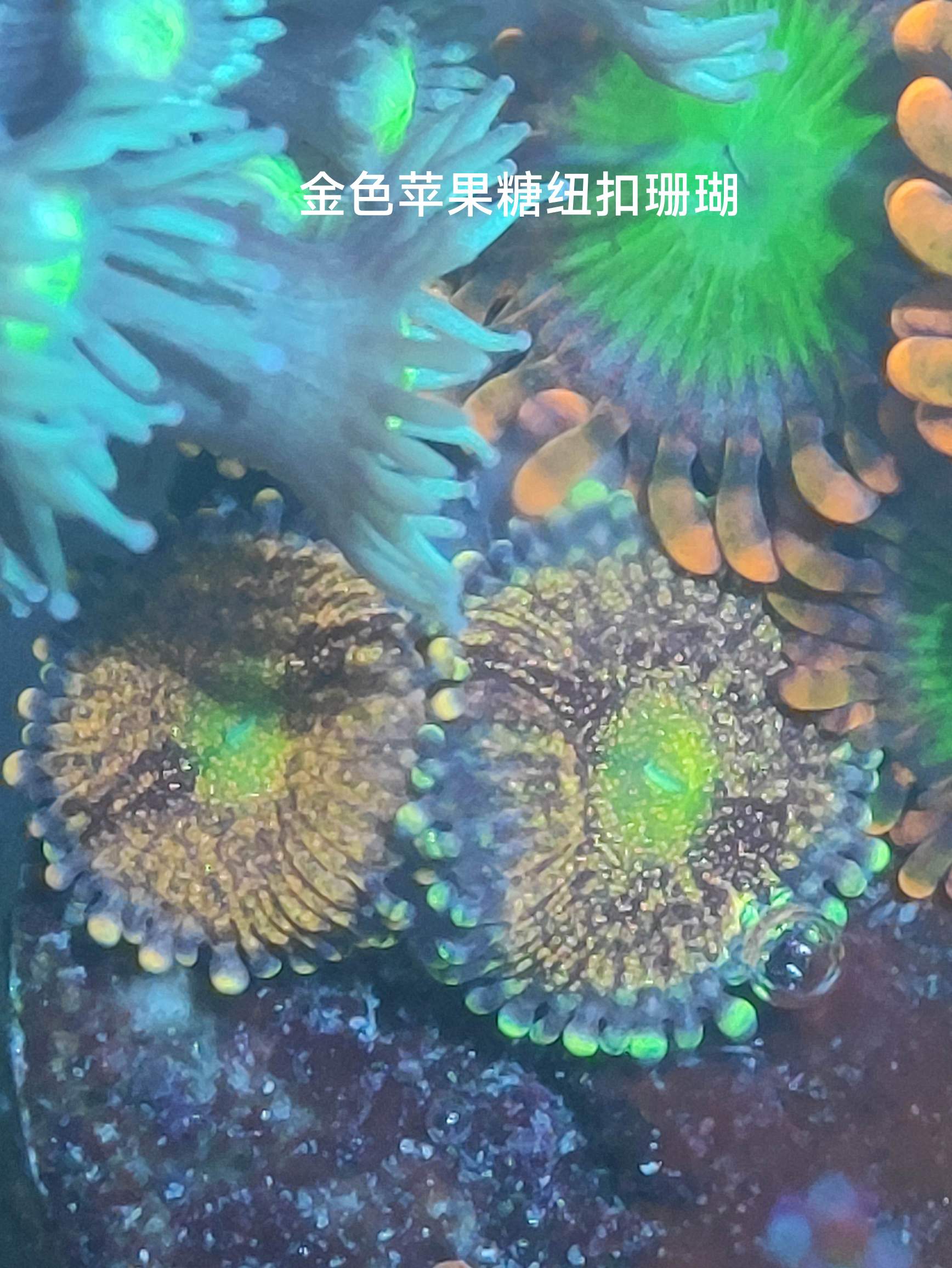 珊瑚 NEW PRODUCT EXPRESS 12GO 076 76型两栖攻击舰LG 980134526+PCS1