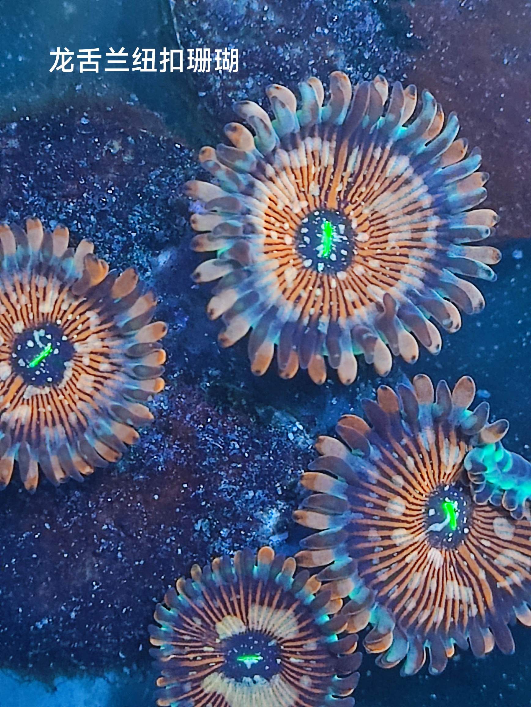 出换纽扣珊瑚- 北京地区- CMF海水论坛- 手机版- Powered by Discuz!