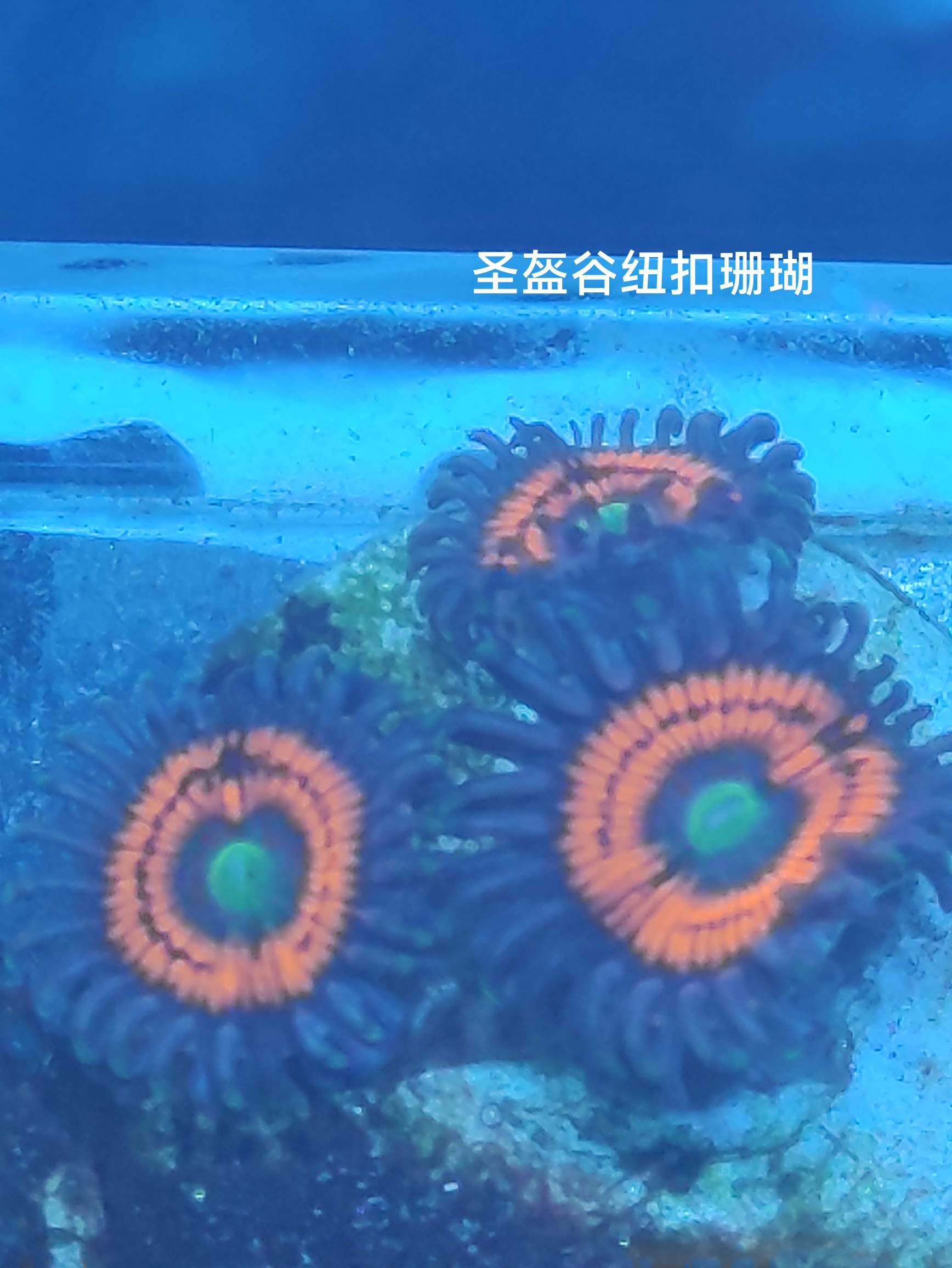 珊瑚まとめ kn029 【天然宝石珊瑚】ピンク珊瑚丸玉とローズクウォーツの片手