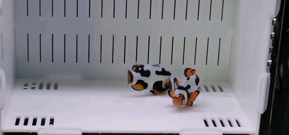 出鬼婆飞机纹毕加索白金喷点熊猫小丑鱼