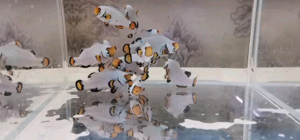 出鬼婆飞机纹毕加索白金喷点熊猫小丑鱼